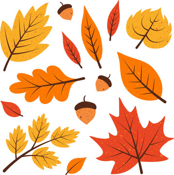 Fototapeta Flat design autumn leaves and acorns are floating on transparent backdrop, with speckles