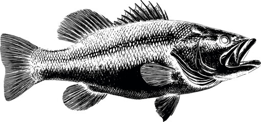 Detailed Black Silhouette Illustration of Largemouth Bass Fish with Scales and Fins Engraving Style. Largemouth Bass Vector