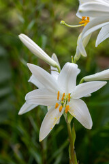 Fototapeta premium White fragrant fresh lilies in the garden after the rain. Floriculture. Close-up.