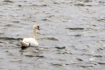 Schwan