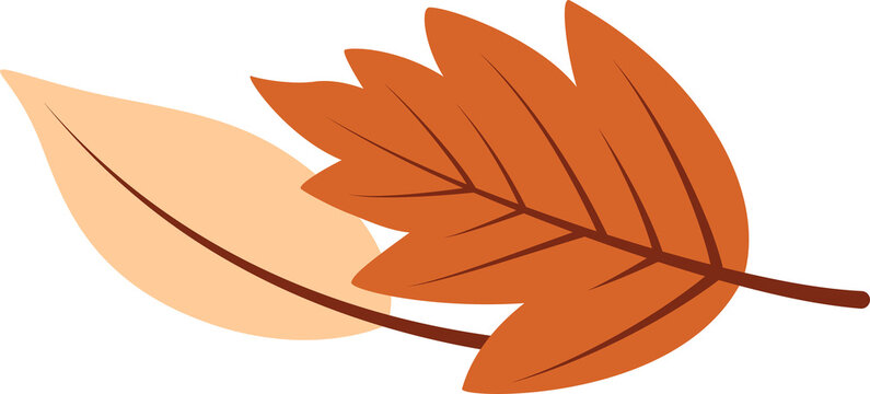 Fototapeta Autumn burnt-orange and cream-yellow veined leaves overlapping in vector on transparent background