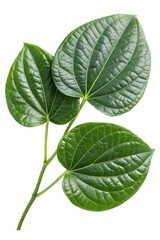 green Kava leaf isolated on white