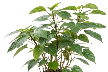 Obraz premium green Kava plant isolated on white background