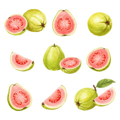 hand painted watercolor set of guava illustration