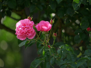 Hybrid English tea Roses blooming in garden. Pink rose flowers design background