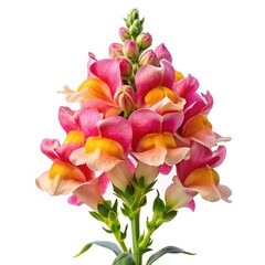 Obraz premium Stunning CloseUp of a Vibrant Snapdragon Flower Against a White Background