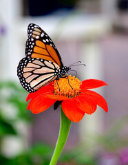 Monarch of Flower