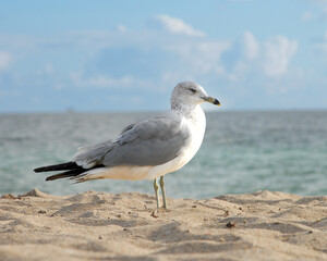 Seagull on Beach