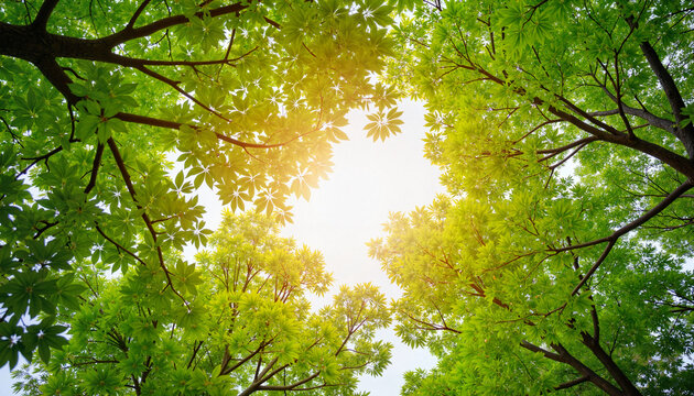 Tree canopy framing a bright sky, nature background with copy space. Lush green leaves create vibrant canopy overhead, sunlight shining through branches. - Powered by Adobe