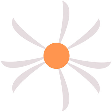 Fototapeta Flat vector is showing daisy with eight white petals and orange center, transparent background