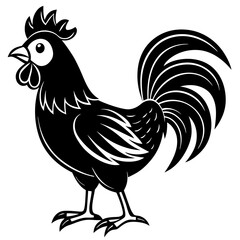 rooster isolated on white background