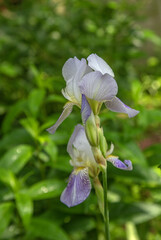  Light Purple Iris Flower in Bloom with Dew Drops in Garden