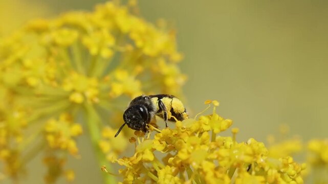 Abeja andrena camina y come en diagonal sobre inflorescencia de planta Thapsia villosa, Bocairent, Espa&ntilde;a