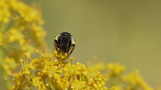 Vista frontal de Abeja andrena comiendo come en  inflorescencia de planta Thapsia villosa, Bocairent, Espa&ntilde;a