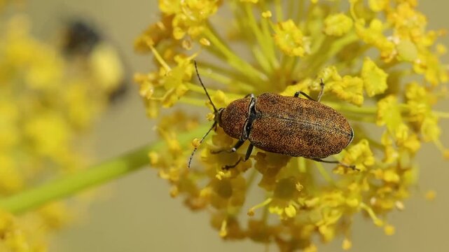 Vista cenital de escarabajo Mycterus curculioides  comiendo flores de Thapsia villosa, Bocairent, Espa&ntilde;a