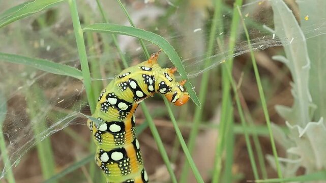Oruga de polilla Hyles euphorbiae comiendo en el cesped, Bocairent, Espa&ntilde;a