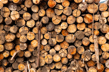 Stacked Timber Logs in Rural Countryside – Sustainable Forestry Concept