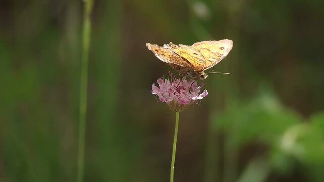 Mariposa Lasiommata megera comiendo nectar en flor de planta Escobilla morisca Sixalix atropurpurea, Bocairent, Espa&ntilde;a