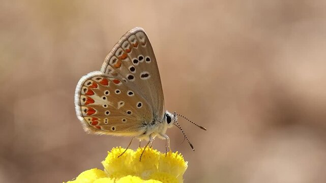 Mariposa Polyommatus thersites abre sus alas ense&ntilde;ando su vibrantre color azul, Bocairente, Espa&ntilde;a