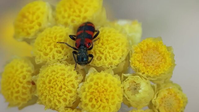 Escarabajo ajedrezado Trichodes leucopsideus durmiendo en flor de planta Amaranto Helichrysum stoechas, Bocairent, Espa&ntilde;a