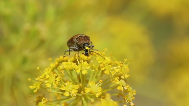 Coleoptero Mycterus curculioides comiendo a gran velocidad en planta Thapsia villosa, Bocairent, Espa&ntilde;a