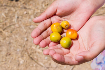 child’s hand gently holding ripe small ber fruit (Indian jujube) Ziziphus mauritiana native to Rajasthan. a natural and rural moment showcasing local seasonal fruit and childhood curiosity.