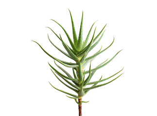 Aloe vera plant succulent isolated black background, Isolated On Transparent Background