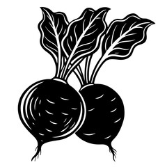 hand drawn vector illustration of radish