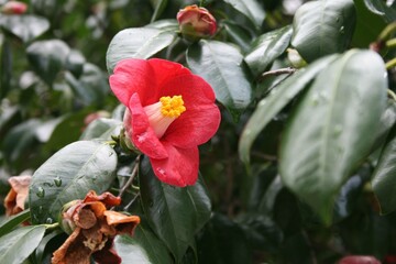 ヤブツバキ Common camellia (Camellia japonica)