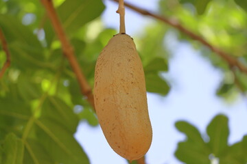 Bitter gourd fruit on tree with green leaves background.