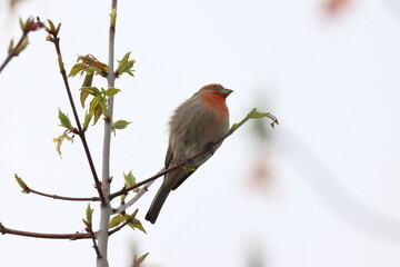 Red-finch, Carduelis carduelis, single bird on branch, Wales