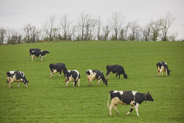 Cows enjoy pasture at an eco-farm in Denmark