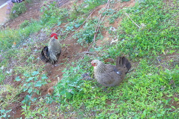 chickens on the green grass in the garden in the village
