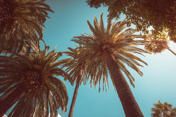 Worm's eye view of tall palm trees reaching up to a clear blue sky on a sunny day in a tropical setting