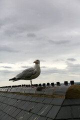Seagull resting on the rooftops of a city by the sea on a cloudy day