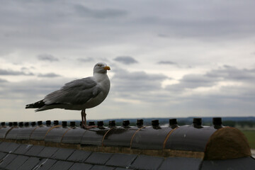 Seagull resting on the rooftops of a city by the sea on a cloudy day
