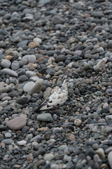 A white pigeon walks along a stone beach in Batumi