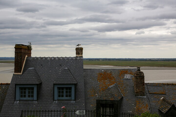 Seagull resting on the rooftops of a city by the sea on a cloudy day
