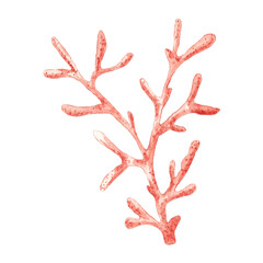 Simple watercolor illustration of a branching coral in vibrant red-orange shades representing a fragile marine organism with copy space
