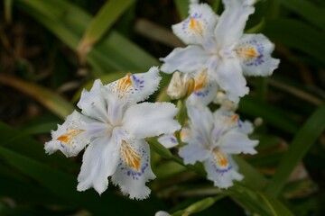シャガ Fringed iris (Iris japonica)
