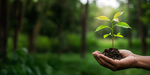 A hand Holding a green Plant, Representing Nature, Growth, Sustainability, and Environmental Awareness