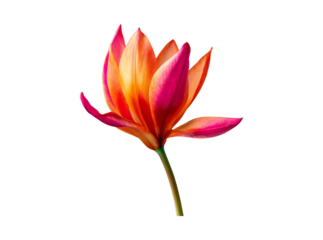 Vibrant orange and pink tulip flower isolated on black background, Isolated On Transparent Background