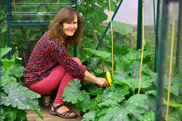 The first yellow courgette of the season.