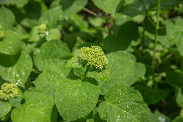 Green Hydrangea Bud with Dew Drops on Leaves in Sunlight