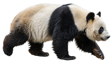 Obraz premium giant panda 18 months old
