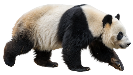 giant panda 18 months old