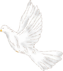 White dove is flying against transparent background in loose sketch style, showing feather details