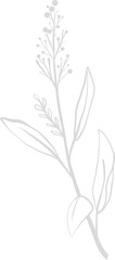 Minimalist line art showing plant branch with long leaves and round buds, transparent background