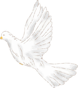 Fototapeta White dove is flying against transparent background in loose sketch style, showing feather details