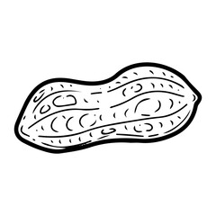 Peanut raw in skin. Hand drawn doodle vector. Ripe bean nut. Natural food. Organic ingredient. Grain seeds. Agricultural plant. Farm product. Illustration line art element.